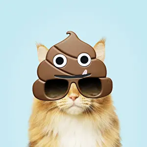 Shit: Ginger Maine Coon Cat, wearing poo emoji sun-glasses