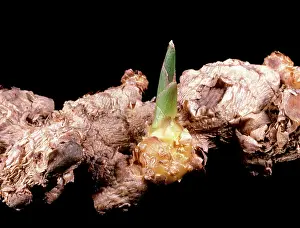 Storage: Ginger Rhizome
