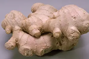 Roots: Ginger Root
