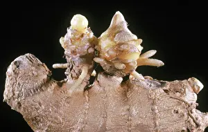 Roots: Ginger Root