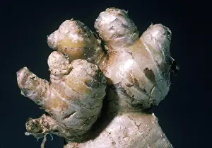Roots: Ginger Root