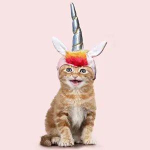 Unicorn: Ginger Tabby Cat, kitten wearing unicorn horn hat