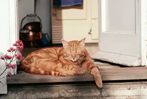 Doorstep: Ginger Tom CAT - on doorstep