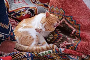 Rugs: Ginger & white Cat - lying amongst pile of rugs