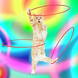 Psychedelic: Ginger and white cat standing on it back legs hula hooping