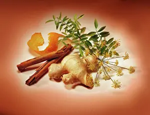 Officinale: Ginger, Zingiber officinale, fresh piece of the