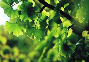 Sword: Gingko