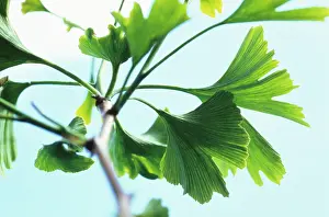 Sword: Gingko