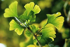 Sword: Gingko