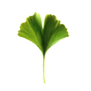 Sword: Gingko