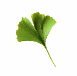 Sword: Gingko
