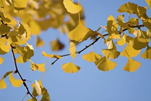Sword: Gingko