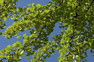 Sword: Gingko