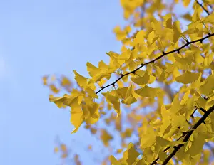 Sword: Gingko
