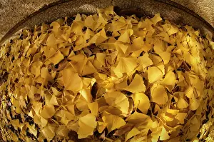 Ginkgo: Gingko