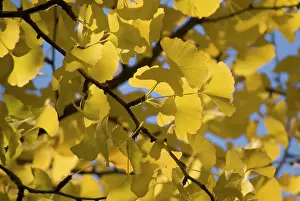 Loads: Gingko
