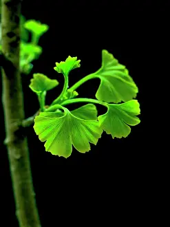 Ginkgo: Ginkgo