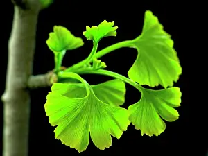Ginkgo: Ginkgo