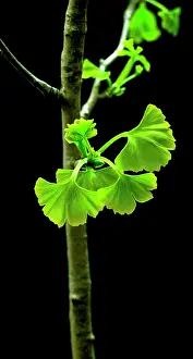 Ginkgo: Ginkgo