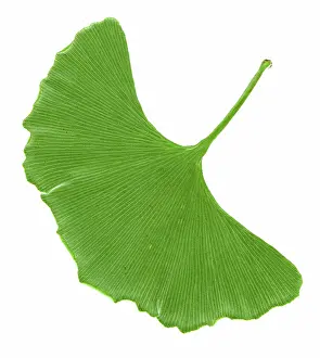 Ginkgo: Ginkgo leaf