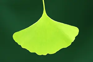 Ginkgo: Ginkgo Leaf