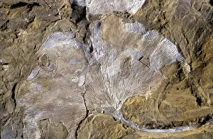 Dakota: Ginkgo Leaf Fossil