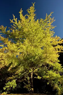 Ginkgo: Ginkgo / Maidenhair Tree - in autumn with fall colours