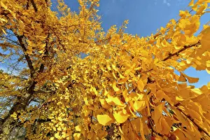 Gymnosperm: Ginkgoaceae family: the oldest known family trees