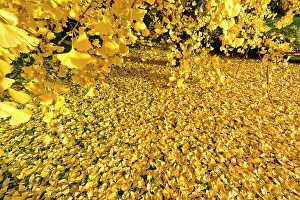 Gymnosperm: Ginkgoaceae family: the oldest known family trees