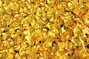 Multitude: Ginkgoaceae family: the oldest known family trees
