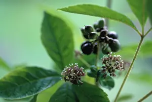 Korean: Ginseng