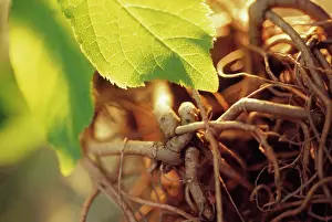 Wholesome: Ginseng