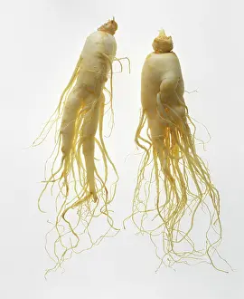 Roots: Ginseng