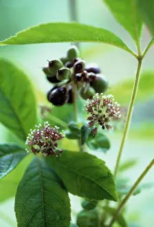 Korean: Ginseng