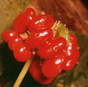 Donna Dickson: GINSENG FRUIT