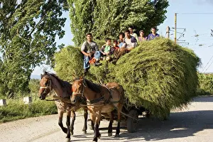 Carts: Gipsy family bringing home the hay from the fields