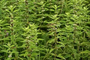 Mose: Gipsywort (Lycopus europaeus). Kv nrkeby mose, Denmark