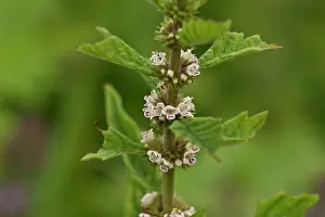 Mose: Gipsywort (Lycopus europaeus). Kv nrkeby mose, Denmark