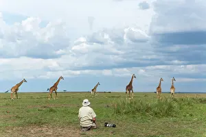 Tippelskirchi: Giraffa c. tippelskirchi Giraffa camelopardalis t