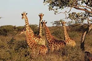 Camelopardis: Giraffe