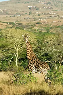 Ainmal: Giraffe