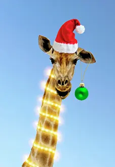 Karl Terblanche: Giraffe