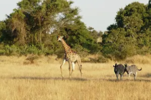 Bushveld: Giraffe