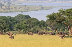 Murchison: Giraffe