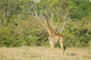 Tippelskirchi: Giraffe