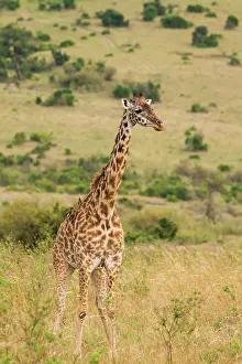 Tippelskirchi: Giraffe