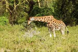 Browsing: Giraffe
