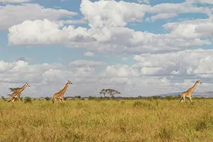 Tippelskirchi: Giraffe