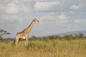 Tippelskirchi: Giraffe