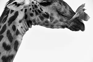 Buphagus: Giraffe